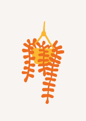 Poster Hangplant
